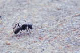 探秘小小蚁国：异形的群居最为壮观