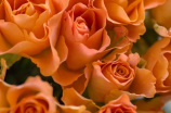 等爱的玫瑰：情人节之花背后的浪漫传说